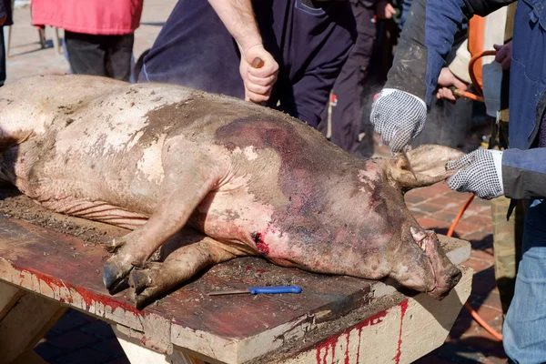 Slauhtering tradicional de cerdo hecho en casa — Foto de Stock