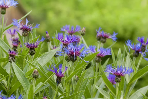 Bleuets sauvages dans la prairie verte — Photo