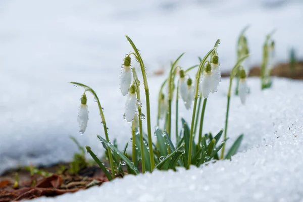 Groupe de fleurs de chute de neige — Photo