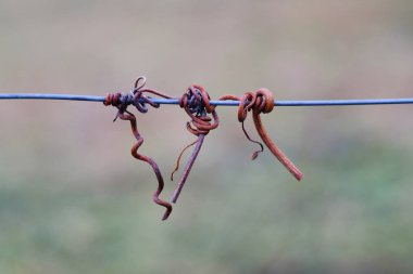 asma dolandırıcı tel üzerinde
