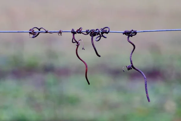 Vine crook on wire — Stock Photo, Image