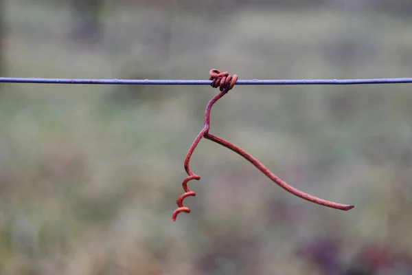 Vine crook on wire — Stock Photo, Image