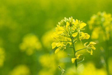 Hardal bitkilerle yeşil bakla ve çiftlik çiftlik alanı, güzel sarı çiçekler