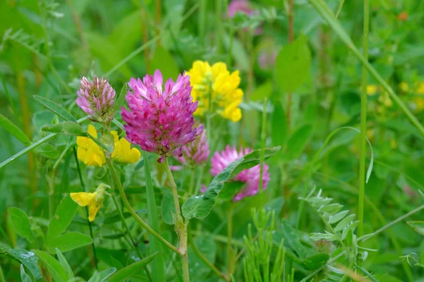 Red Clover flowers — Stock Photo, Image