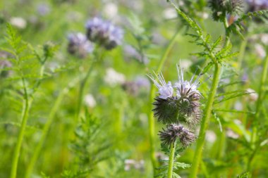 Closeup (Phacelia tanacetifolia, scorpionweed, kediotu) bir alanda çiçek açan bir phacelia. Çiçekli bitki nektar kaynağıdır.