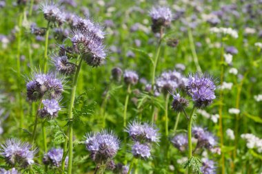 Closeup (Phacelia tanacetifolia, scorpionweed, kediotu) bir alanda çiçek açan bir phacelia. Çiçekli bitki nektar kaynağıdır.