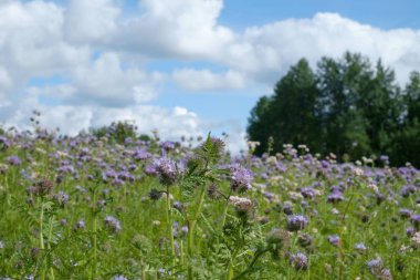 Menekşe Blooming phacelia (Phacelia tanacetifolia, scorpionweed, kediotu) alan bulutlar altında. Çiçekli bitki nektar kaynağıdır.