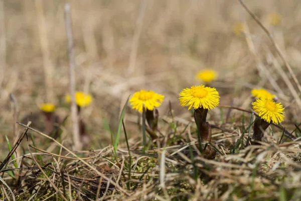Zbliżenie Kwitnących Kwiatów Wiosna Podbiału Tussilago Tussilago Rośnie Wśród Suchych — Zdjęcie stockowe