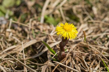 Closeup kuru kahverengi çimenlerin üzerinde bir alan arasında bir çiçek açan coltsfoot (Tussilago farfara) bahar çiçekleri. Çiçekli bitki nektar kaynağıdır.
