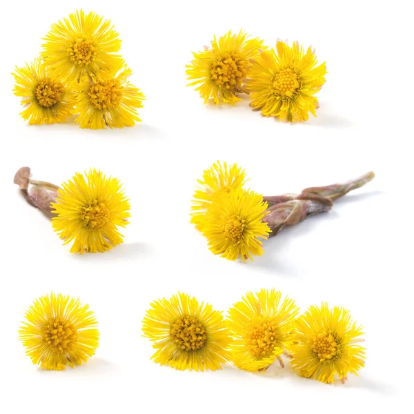 Närbild Blommande Hästhov Tussilago Farfara Våren Blommor Isolerad Vit Bakgrund — Stockfoto