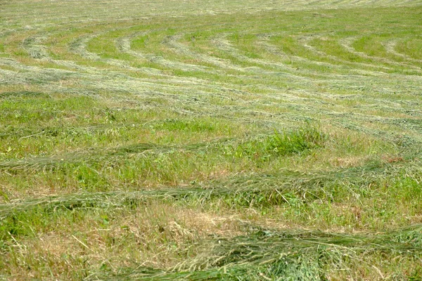 晴れた日に刈られた後 牧草地で待ちます 草の草を剥ぎ取った模様の切り取り — ストック写真