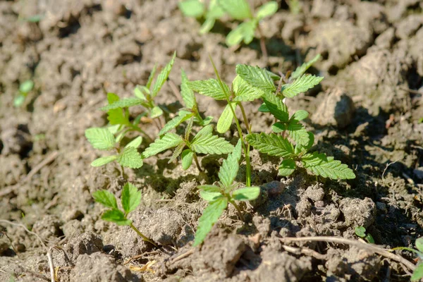 New Hemp Plants First Leaves Soil Background Cannabis Sativa — Stock Photo, Image