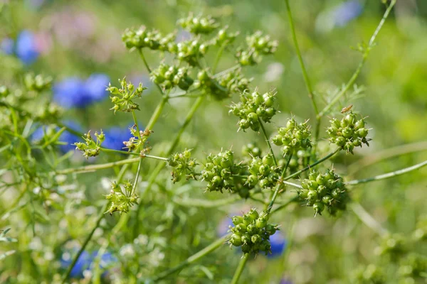 Coriander Seeds Pods Plant Garden Edible Herb — Stock Photo, Image