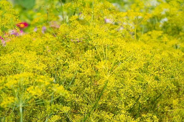 Blooming Fennel Foeniculum Vulgare Seeds Growing Herb Garden Herbs Plants — Stock Photo, Image