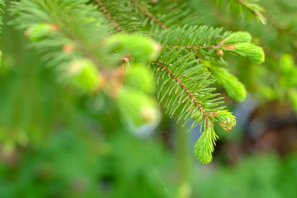 Spruce Fiatal Hajtások Tavasszal Homályos Háttérrel Szelektív Fókusz — Stock Fotó