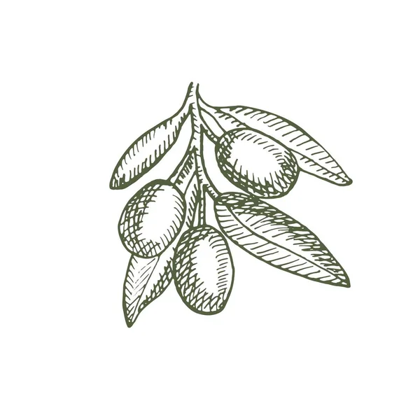 Ветвь Спелых Оливок Плакат Органической Едой Элементы Дизайна Плаката Меню — стоковый вектор