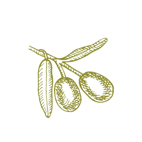 熟したオリーブの枝 有機食品のポスター ポスター メニューのデザイン要素 ヴィンテージハンドスケッチベクトルイラスト 線形グラフィック — ストックベクタ