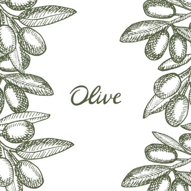 Beyaz üzerine izole edilmiş zeytin dalları ile vektör vintage arka plan. İşleme tarzında elle çizilmiş bitki dokusu. Yemek tasarımı için çizim.
