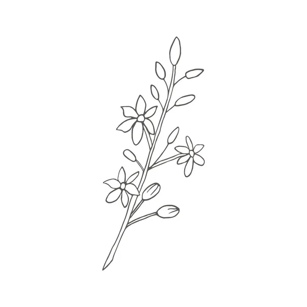 Avokado Blommor Botaniska Illustrationer Gravyr Stil Samling Handritade Blommor Och — Stock vektor