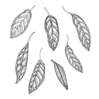 Avokado yaprağı nobor. Kabartma tarzında botanik çizimler. El yapımı çiçek ve bitki koleksiyonu. Tropikal bitki..