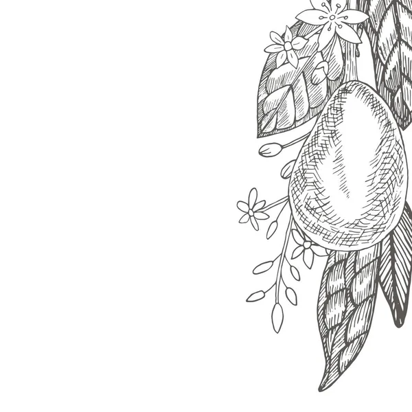 Avocado Ontwerp Template Voor Ansichtkaarten Botanische Illustraties Graveerstijl Verzameling Van — Stockvector