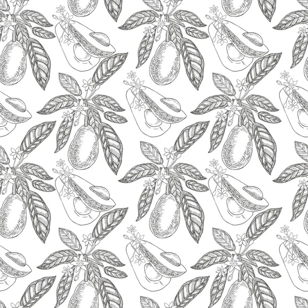 Авокадо Плавный Узор Белом Фоне Ботанические Иллюстрации Стиле Гравировки Коллекция — стоковый вектор