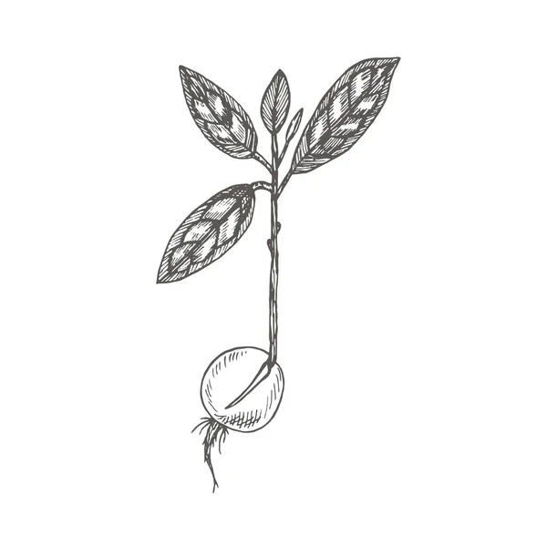 Plántulas Aguacate Ilustraciones Botánicas Estilo Grabado Planta Tropical — Archivo Imágenes Vectoriales
