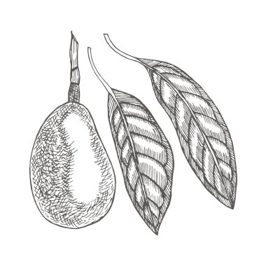 Yapraklı avokado. Kabartma tarzında botanik çizimler. El yapımı çiçek ve bitki koleksiyonu. Tropik yeşil meyve bitkisi.