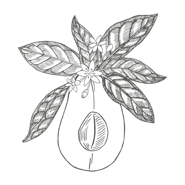 Half Avocado Met Bladeren Botanische Illustraties Graveerstijl Verzameling Van Met — Stockvector