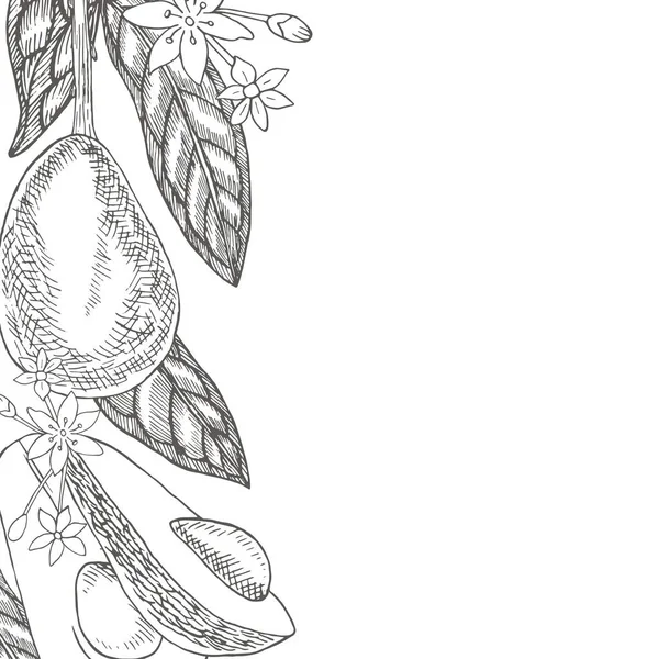 アボカド ポストカードのデザインテンプレート 手描きの花や植物のコレクション 熱帯常緑果実植物 — ストックベクタ