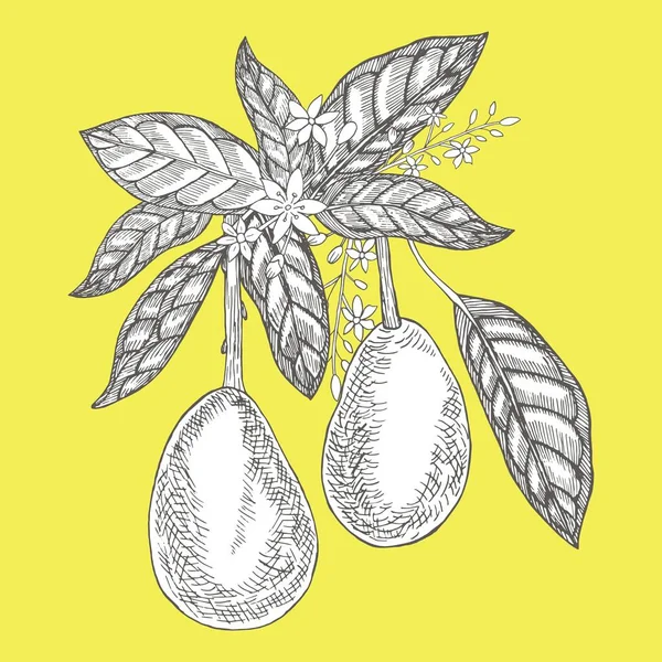 Авокадо Ветке Ботанические Иллюстрации Стиле Гравировки Коллекция Ручной Работы Цветов — стоковый вектор