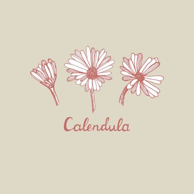 Bir buket çiçek Calendula, izole edilmiş. El yazısı. El yapımı çiçek ve bitki koleksiyonu.