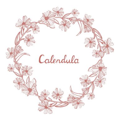 Calendula 'dan yapılmış yuvarlak çelenk ve metin için yer var. El yapımı çiçek ve bitki koleksiyonu. Bir dizi şifalı ot taslağı. İşleme tarzında bir illüstrasyon. Botanik fabrikası