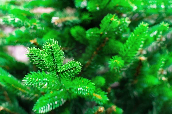 冬季森林中的绿色云杉分枝，圣诞树特写的一部分，背景中的问候语和带有复制空间的卡片. — 图库照片