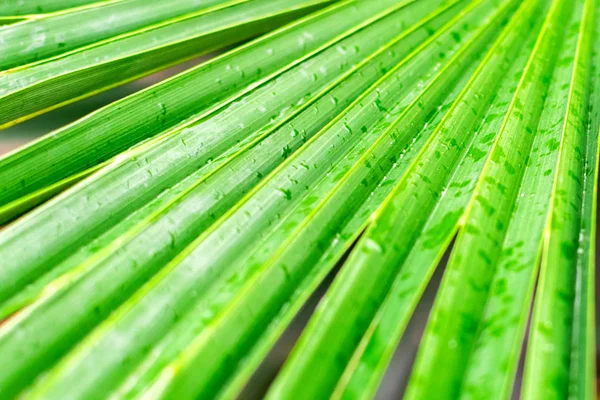 Grote tropische dichte groene natte blad van een palmboom tak na regen close-up in de jungle, achtergrond textuur met lijnen met kopieerruimte. — Stockfoto