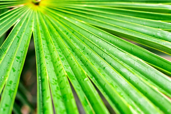 Velký tropicky zelený mokrý list větve palmy po dešti detailní záběr v džungli, pozadí textura s liniemi s kopírovacím prostorem. — Stock fotografie