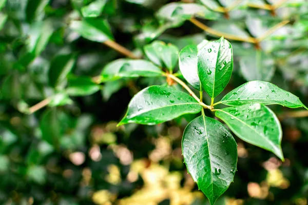 Groene tak van tropische ficus benjamin met natte dichte bladeren en druppels water na regen of dauw close-up, bloemen achtergrond met kopieerruimte. — Stockfoto