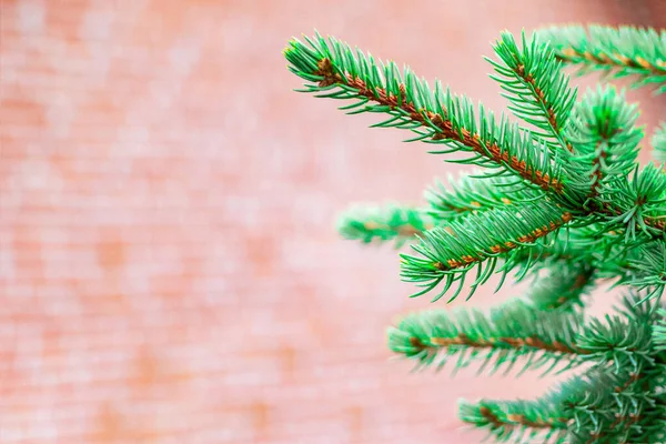 Close-up of a branch of a green Christmas tree on a blurred background of a wall of old red brick, a traditional plant for the celebration of the New Year. Copy space. — Stock Photo, Image