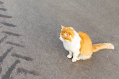 Kaybolmuş, tüylü, tüylü, korkmuş kırmızı ve beyaz kedi yolda oturuyor, asfaltta arabanın ayak izinden siyah bir iz var. Tehlikeli hayvan yürüyüşü, kaza olasılığı....