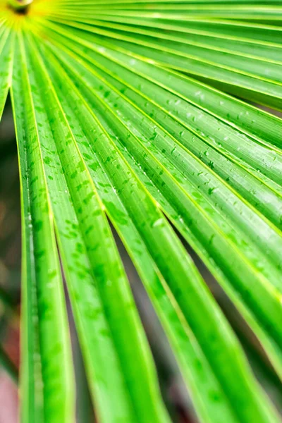 Grote natte tropische dichte groene blad van een palmtak close-up in de jungle, achtergrond textuur met lijnen verticaal gerangschikt met kopieerruimte. — Stockfoto