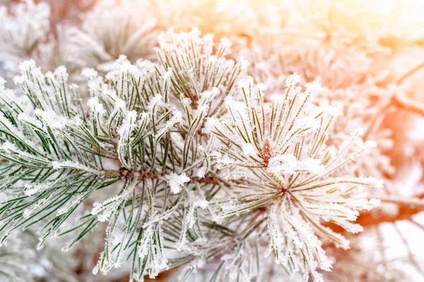 Winter cold background - pine branch with green needles covered with frosty hoarfrost and snow in the forest at sunset in the sunlight. Frozen plants after snowfall close-up.