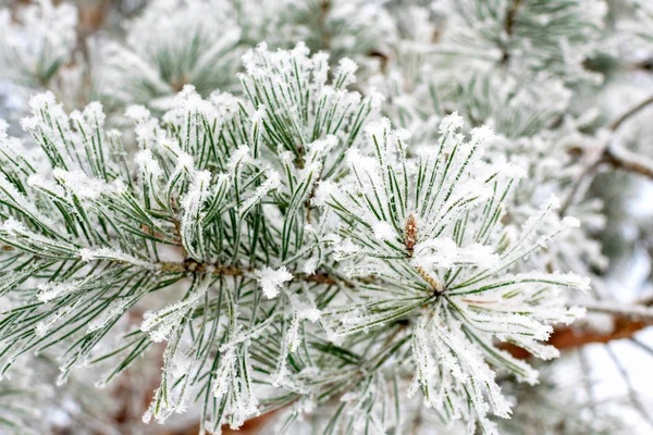 Winter cold background - pine branch with green needles covered with frosty hoarfrost and snow in the forest at sunset in the sunlight. Frozen plants after snowfall close-up. — Stock Photo, Image