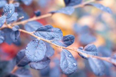 Tunberg böğürtlen dalları ve koyu mavi ya da mor yoğun yapraklar. Sabahın erken saatlerinde parkta çiy damlaları. Berberis Thunbergii yağmurdan sonra bitkileri yaklaştı. Güzel doğal arkaplan.