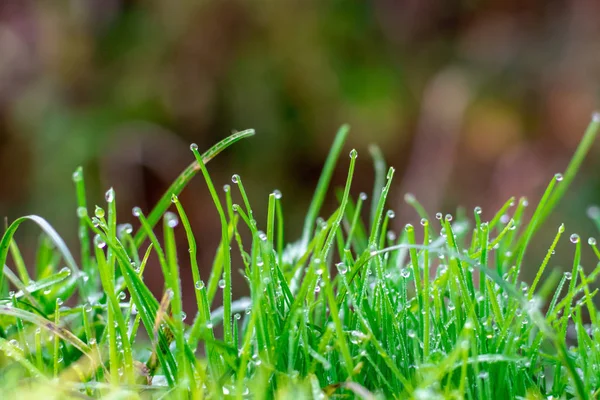 Свежая зеленая трава с капельками росы на утреннем лугу. Крупный план полевых растений с капельками после дождя на рассвете или на закате, лужайка в парке. Красивый природный фон . — стоковое фото