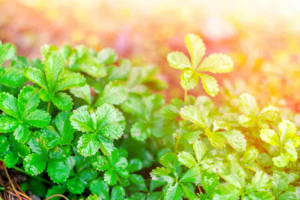 Thickets of fresh green wild grass with wet leaves close-up. Early morning in the forest in a meadow with sunbeams at sunrise. Natural sunny garden background. — Stockfoto