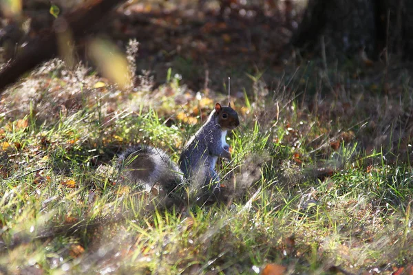 Greenwich Park'ta sincap