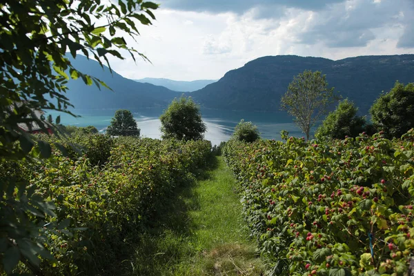 Norveç fiyort manzaralı manzara