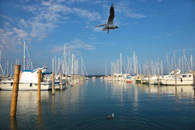 Marienhamn liman martıları ve misafir