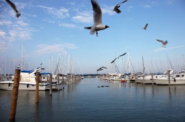 Marienhamn liman martıları ve misafir