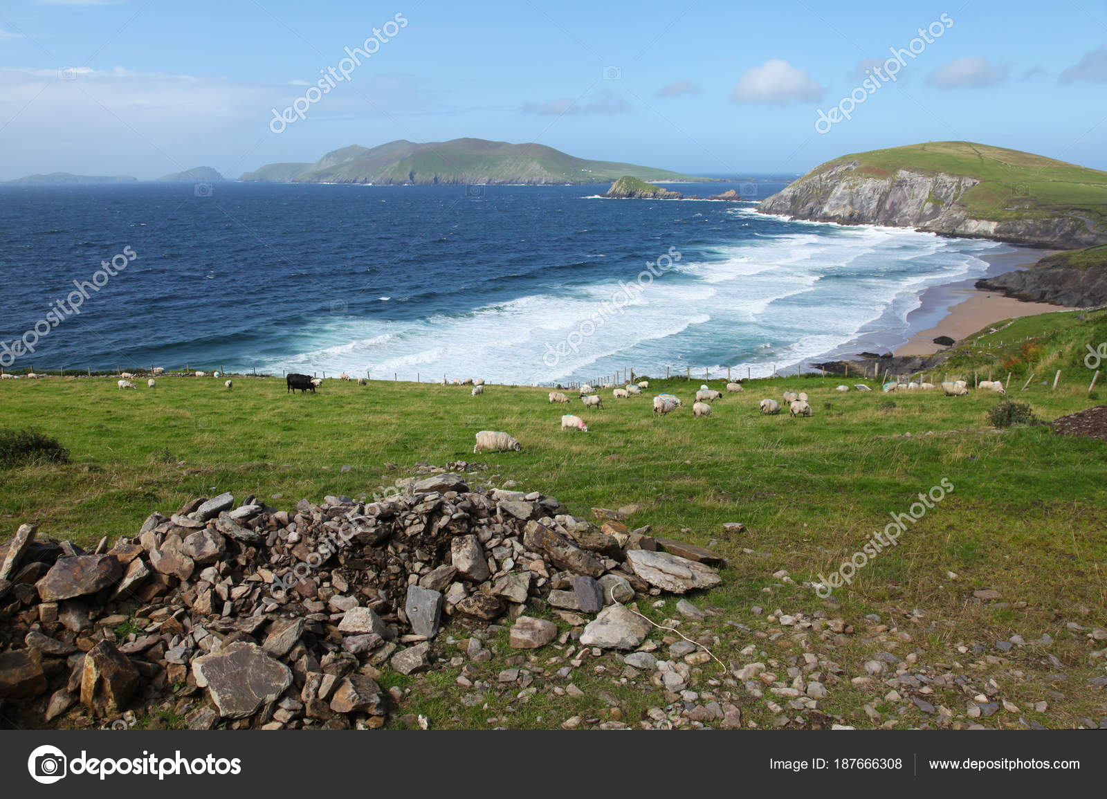 Ирландские Овцы Возле Дункина На Полуострове Дингл Стоковое Фото.
